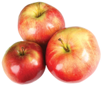 Fresh McIntosh Apples
