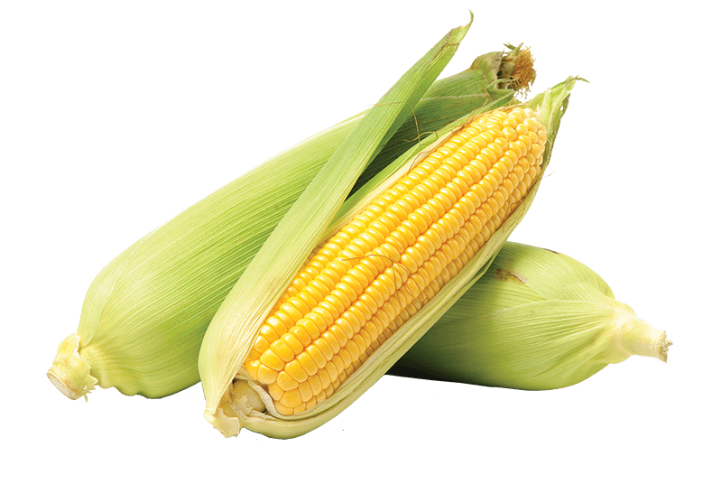 Fresh Bi-Colour Corn on the Cob