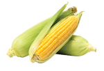 Fresh Bi-Colour Corn on the Cob