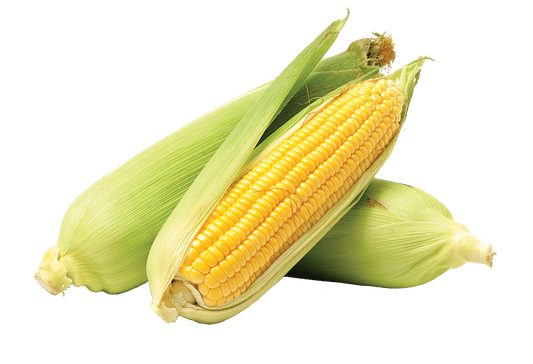 Fresh Bi-Colour Corn on the Cob