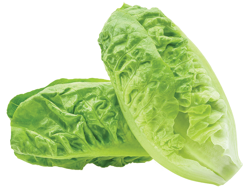 Fresh Romaine Lettuce Hearts