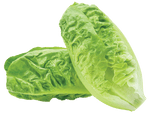 Fresh Romaine Lettuce Hearts